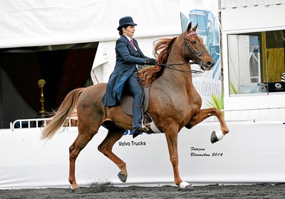 Plaaslike ruiters galop deur SA kampioenskap